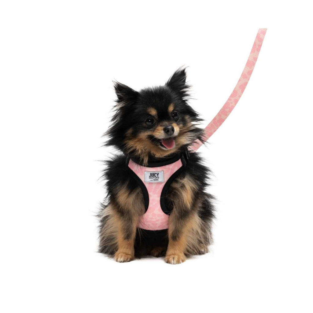 Harness & Leash Set R86165