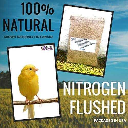 Canary Seed for Canaries and Finch Birds R92659